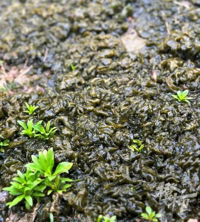 杭州雨后，地衣价格飙升至349元/斤
