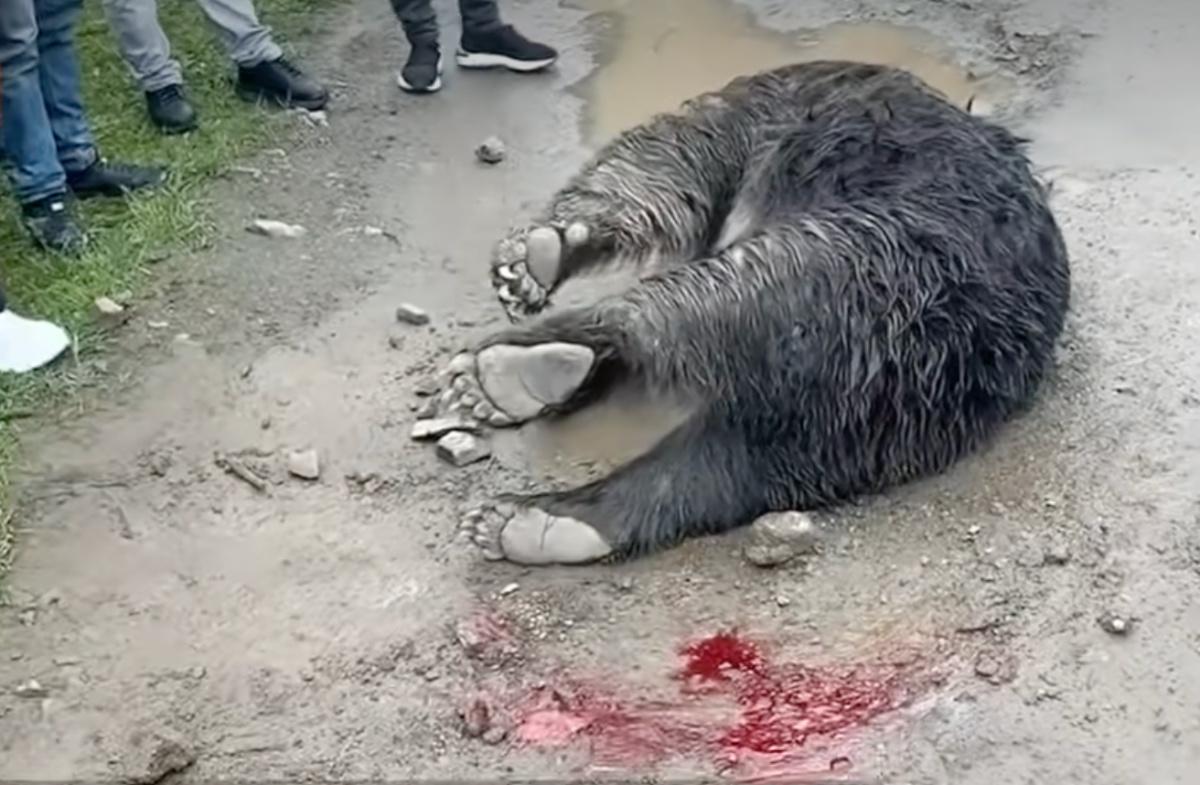四川一藏马熊从山上摔落受伤死亡