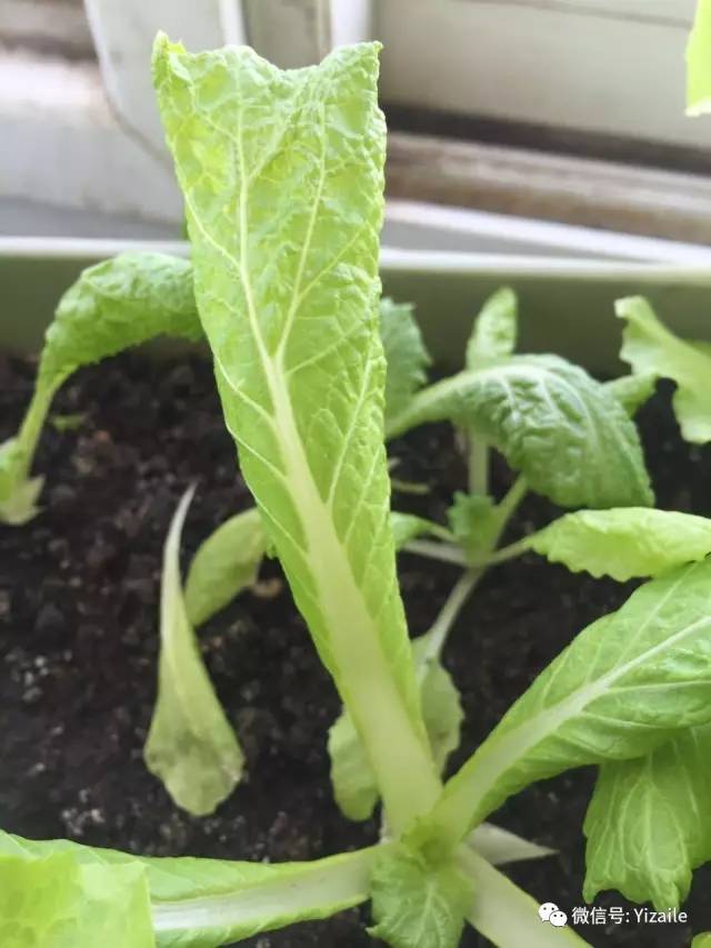 女子自家种的黄瓜上长了一片叶子