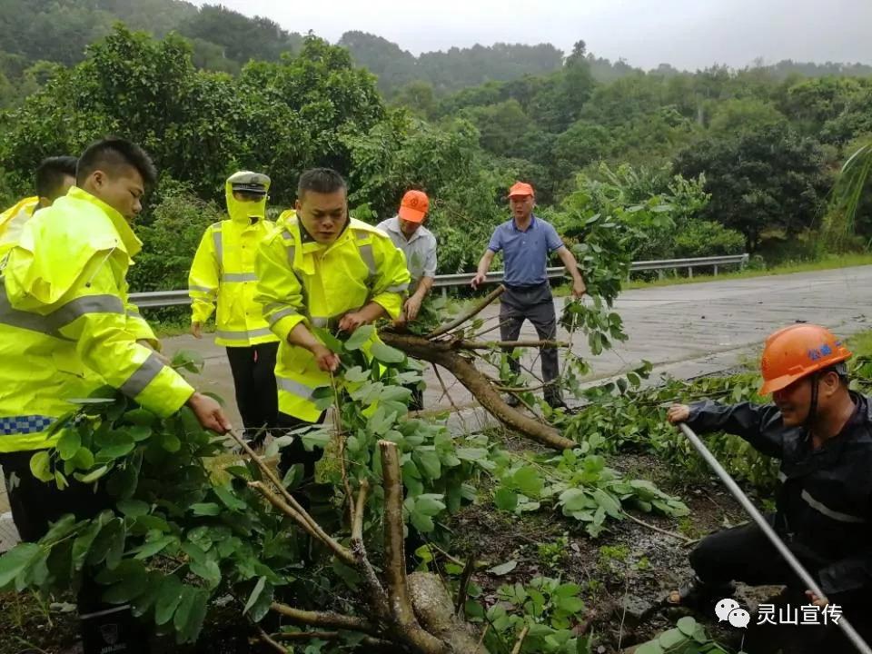 台风致树木倒伏贯穿一行驶车辆，安全警示与应急处理
