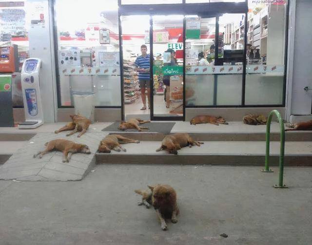 成都一汽车销售门店让流浪狗乘凉