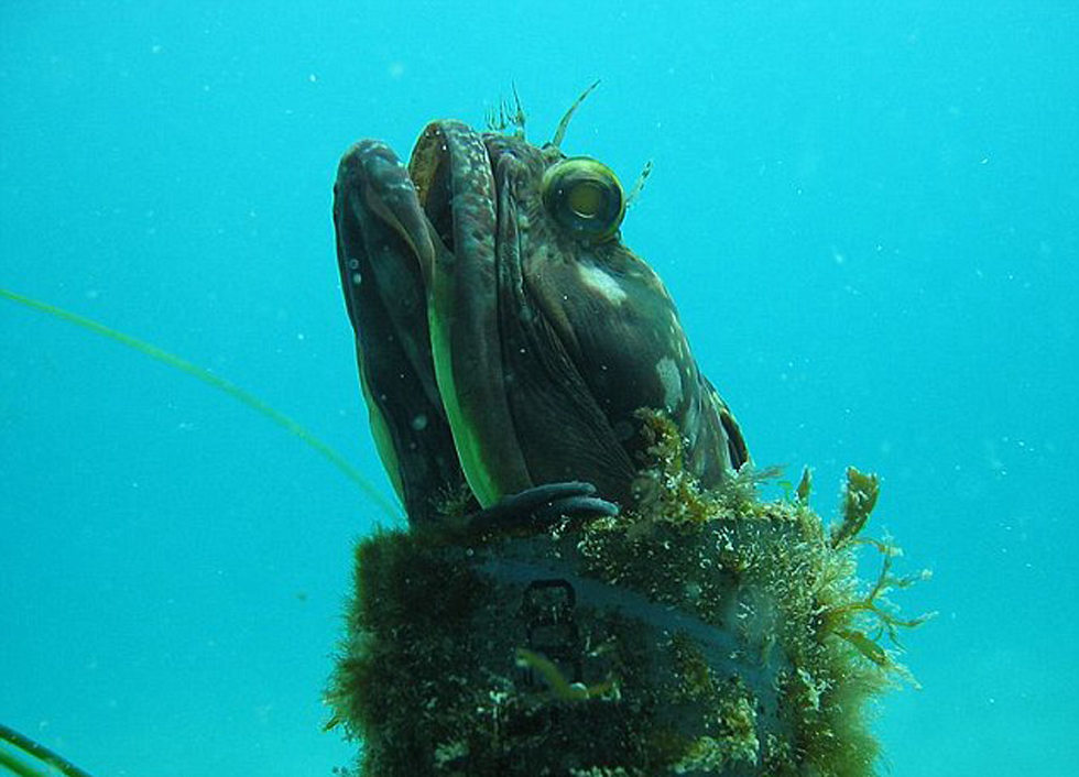 美国海洋生物学家在菲律宾遭枪杀