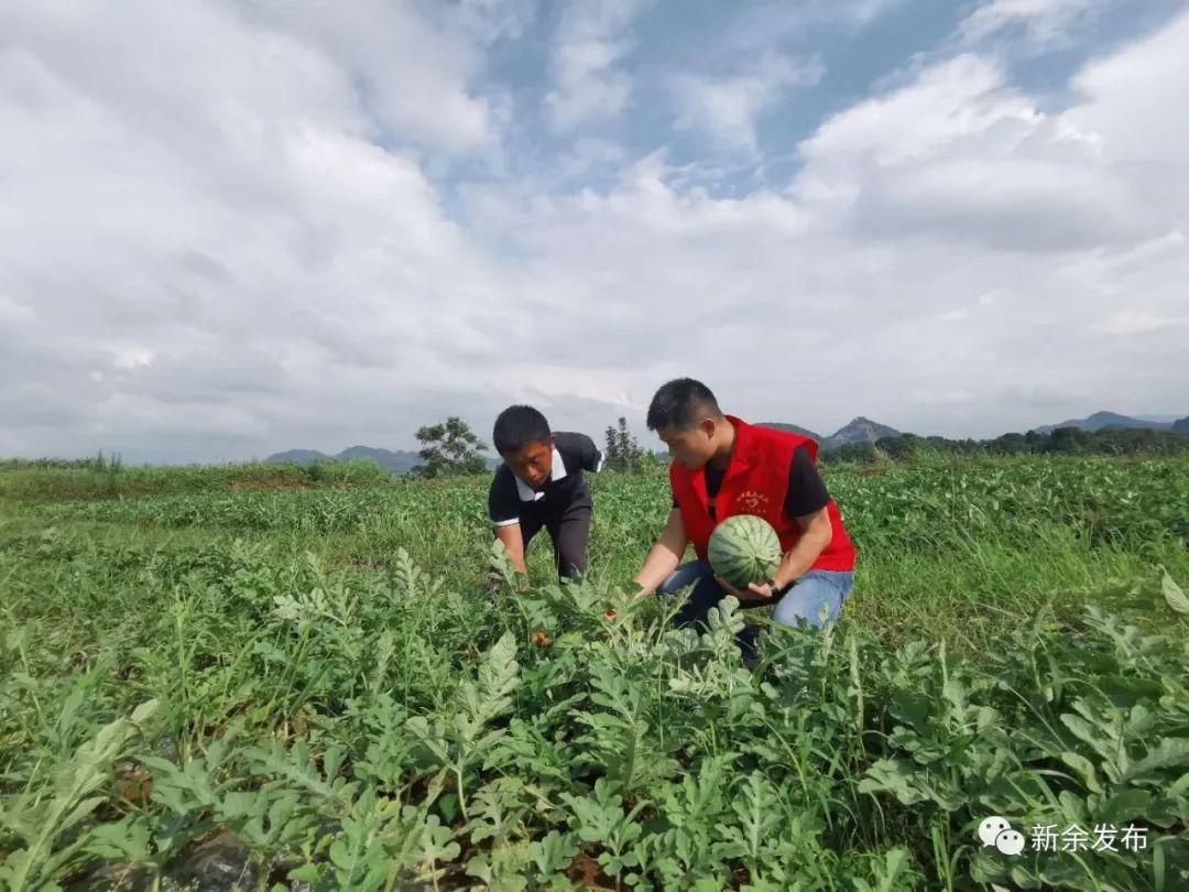 女子遇独臂大爷卖瓜，当即定500斤