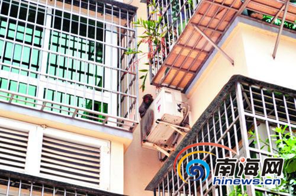 爬阳台偷水果 小区遭泼猴骚扰